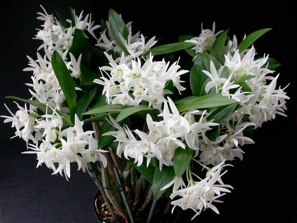 Орхидея разновидности фото с названиями дендробиум