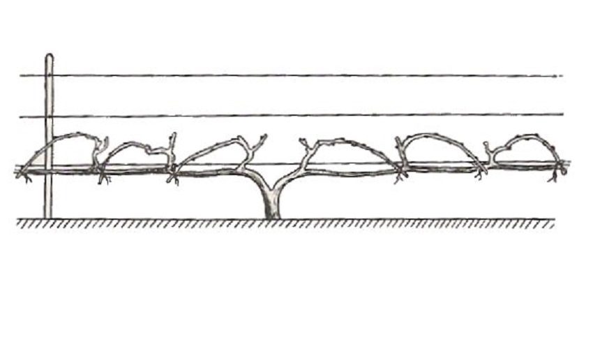 Горизонтальный кордон винограда схема