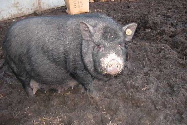Кармалы порода свиней характеристика и выращивание фото
